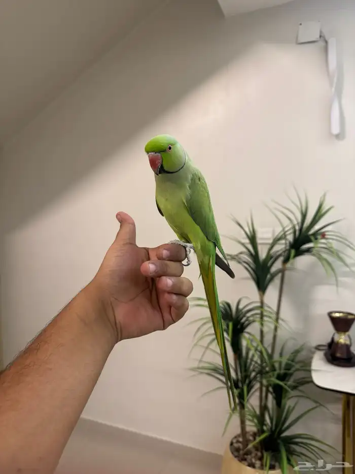 ذكر دره هندي اليف حمامه متكلم فوق عشر كلمات تم البيع 0