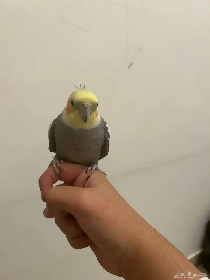 كروان متكلم اليف 1