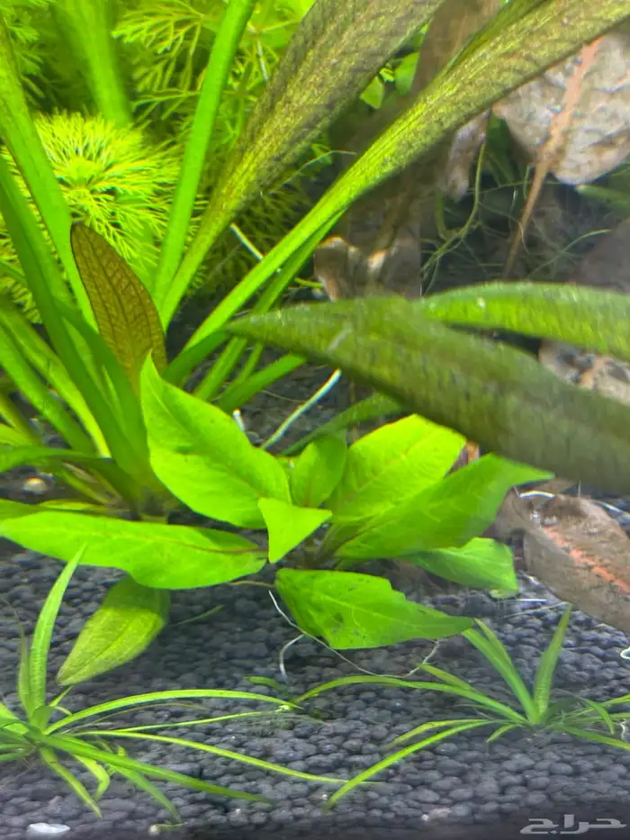 احواض سمك aquarium مزروعة  ونباتات مائية   تصاميم إحترافية 52