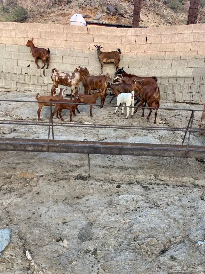 غنم دهم باقي التفاصيل على الرقم 1