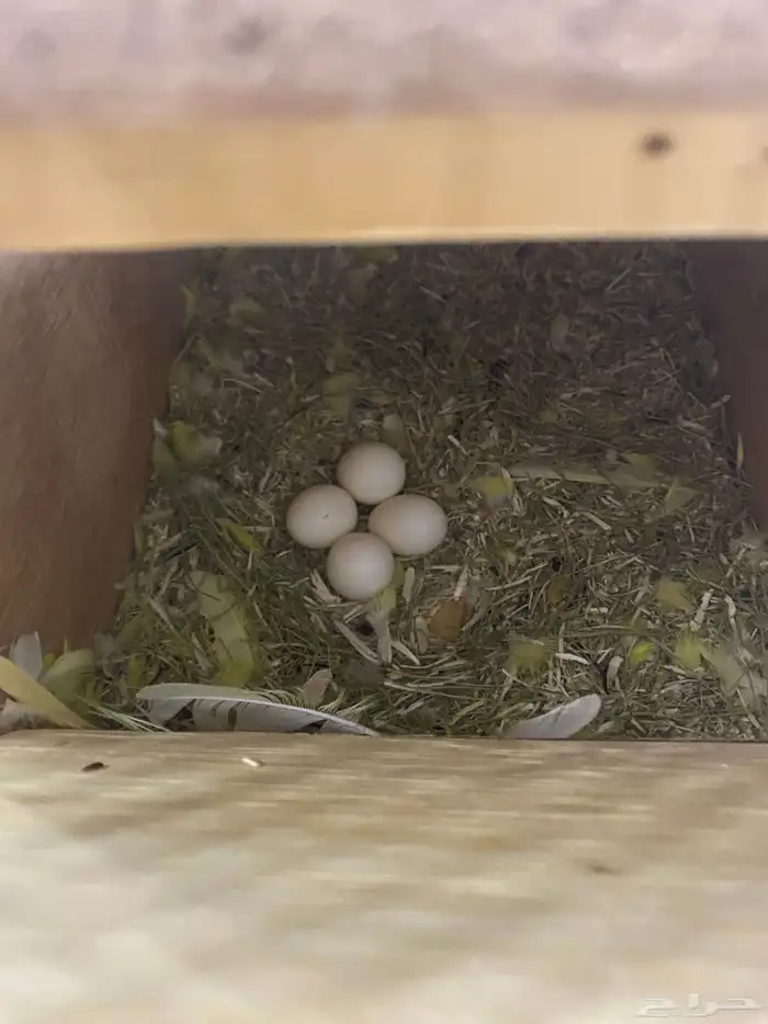 جوزين روز أورنج 2