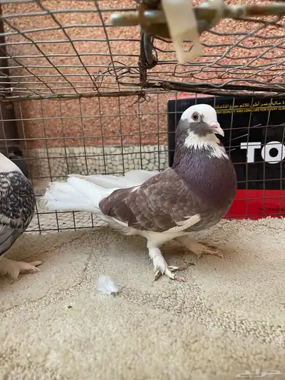 حمام حب الرمان index