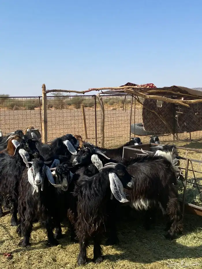 تيوس طيبات 5