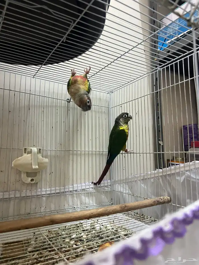 زوج كنيور جولي شيك 3