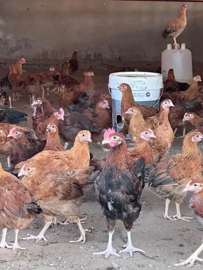 فروخ دجاج فرنسي توب 5