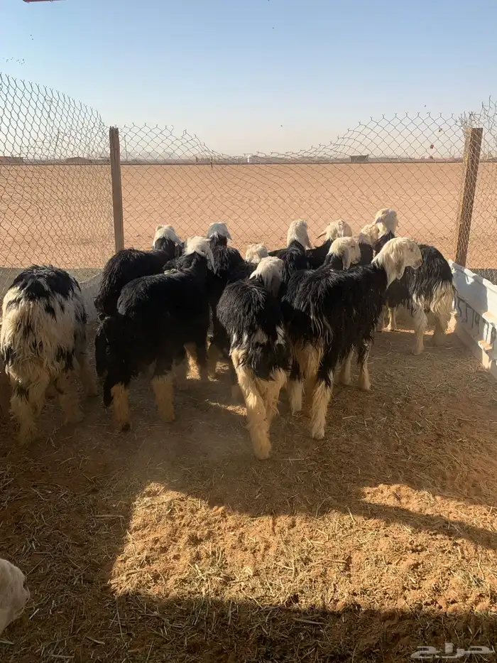 طليان نجد كفو للبيع العدد 15 2