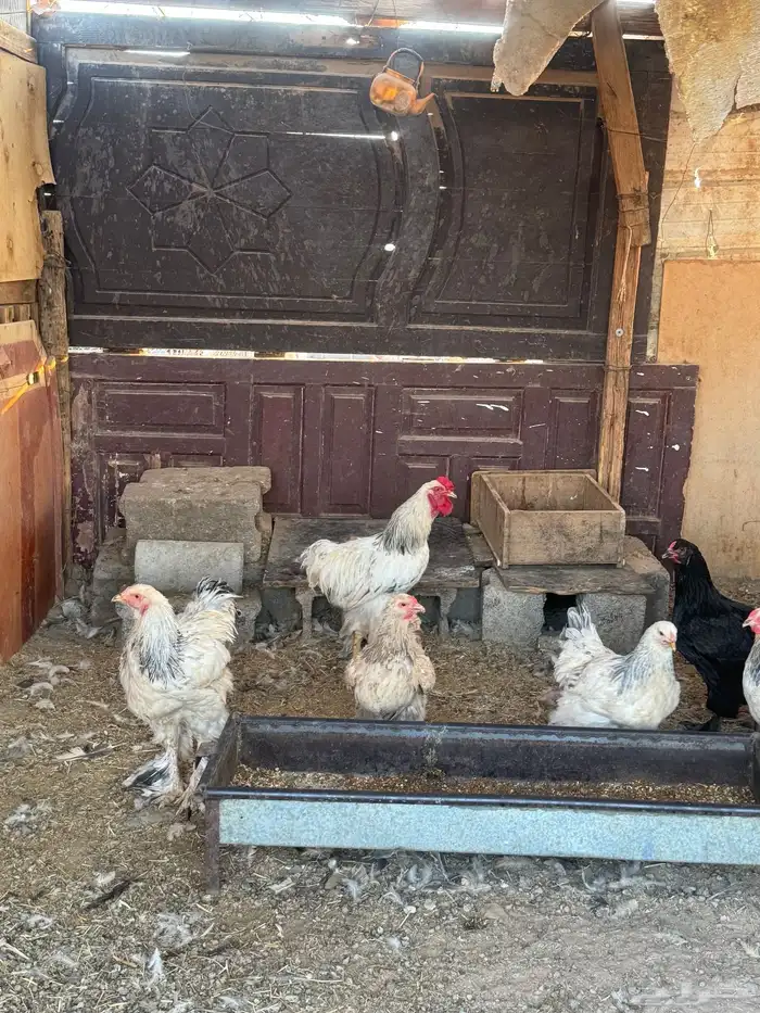 دجاج براهما للبيع 0