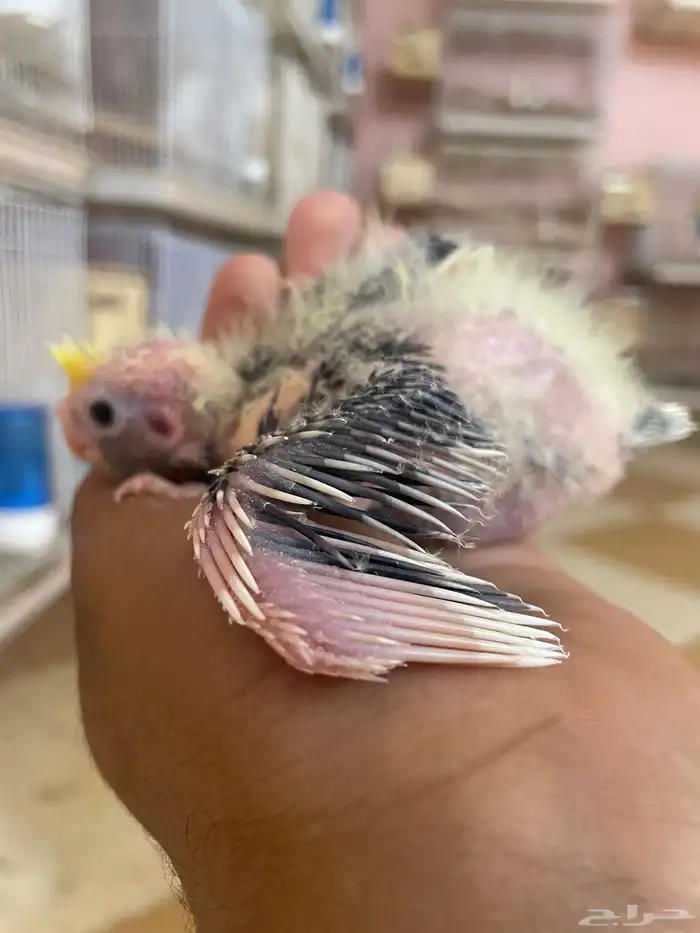 ولله الحمد والمنه توفرت من جديد فروخ كروانات وروزات 3