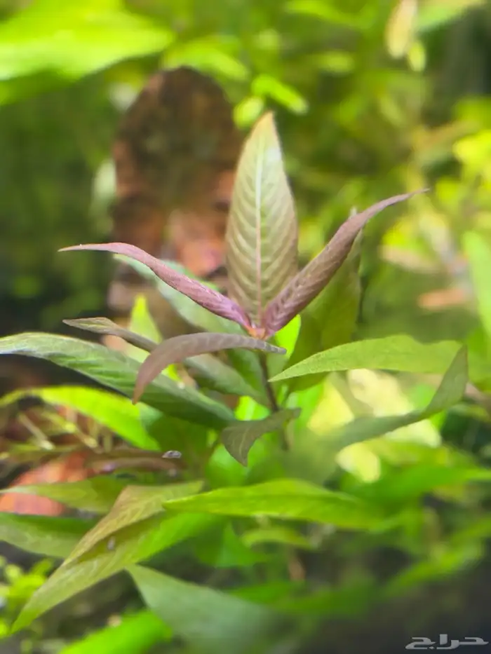 احواض سمك aquarium مزروعة  ونباتات مائية   تصاميم إحترافية 27