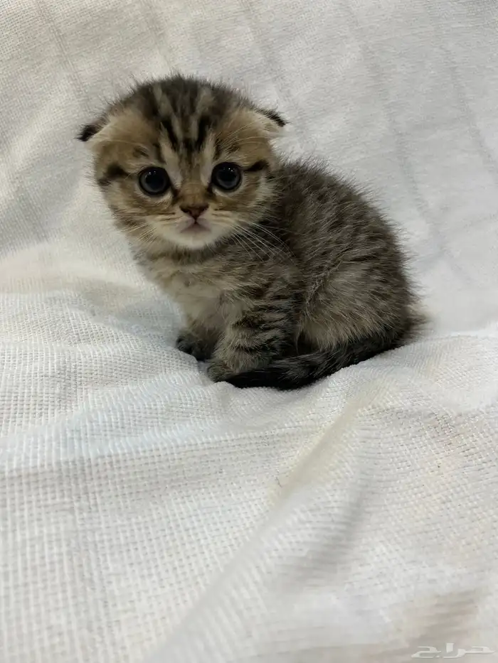 قطط سكوتش تربل فولد بيور 2