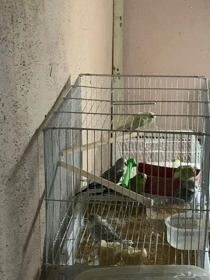 6 حبات بادجي ب 210 بدون ملحقات 0