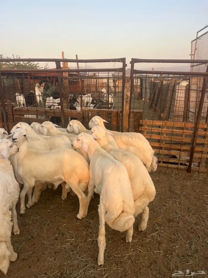 طليان حريه مع الذبح وتوصيل207تقيم إيجابي ولله الحمد 8