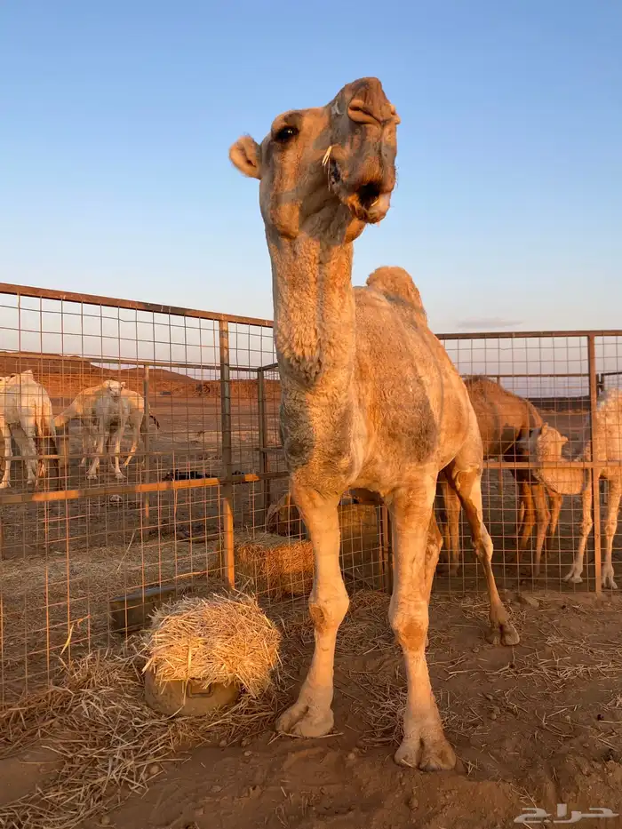 جمل اشقح مشروط 1