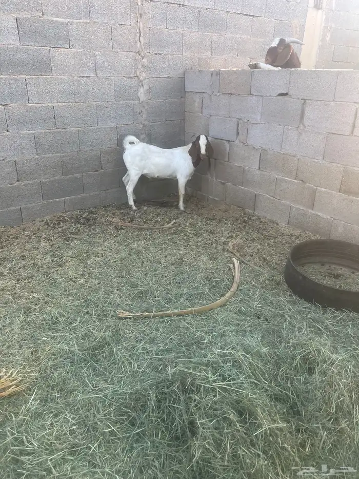 بورقوت تيوس بورقت 6