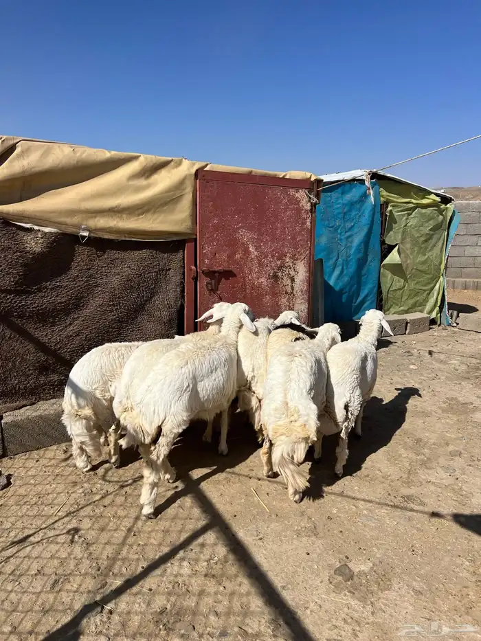 رخال جذعات دفيع 4