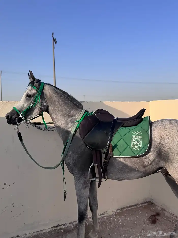 حصان شعبي شيخ 6