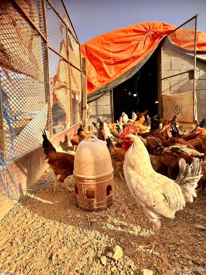 مطلوب دجاج بلدي عمر 6شهور من 20ريال في العقيق او كرا وصامل 0