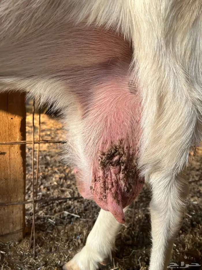 عنز هولدينه يتبعها 3 تيوس 5