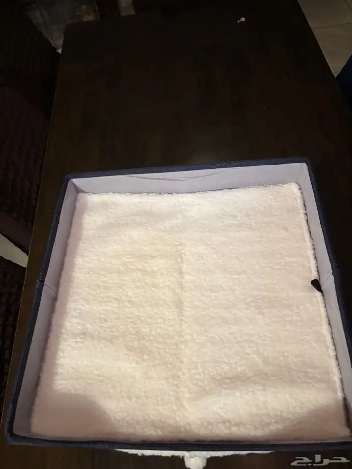 منزل حيوانات أليفة قطط 3