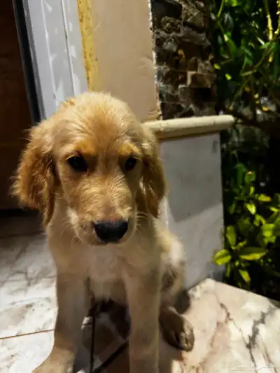 pure golden retriever index