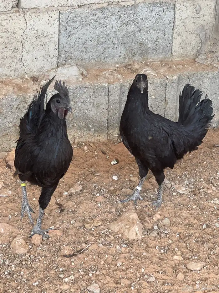 دجاج اندونيسي 1