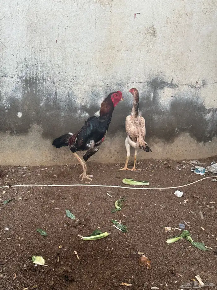 دجاج شامو 11