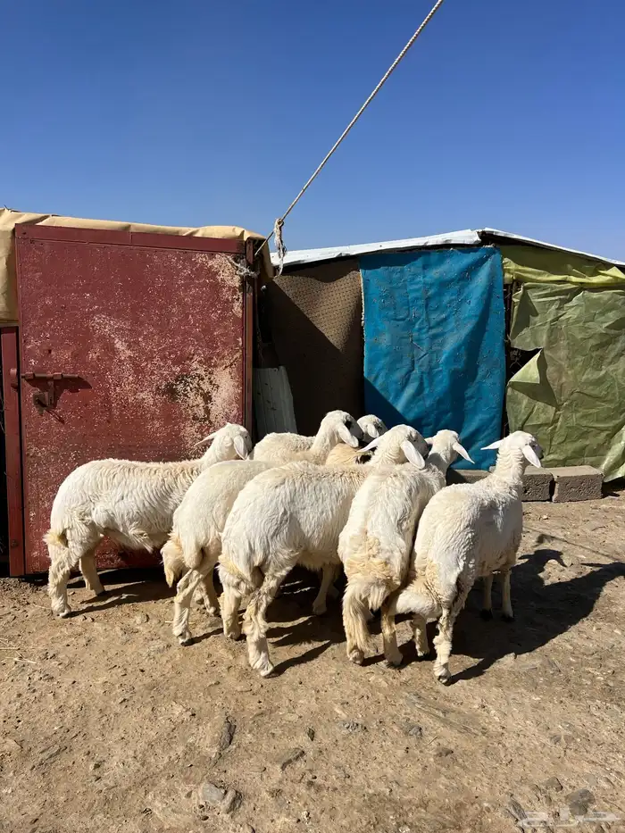 رخال جذعات دفيع 2