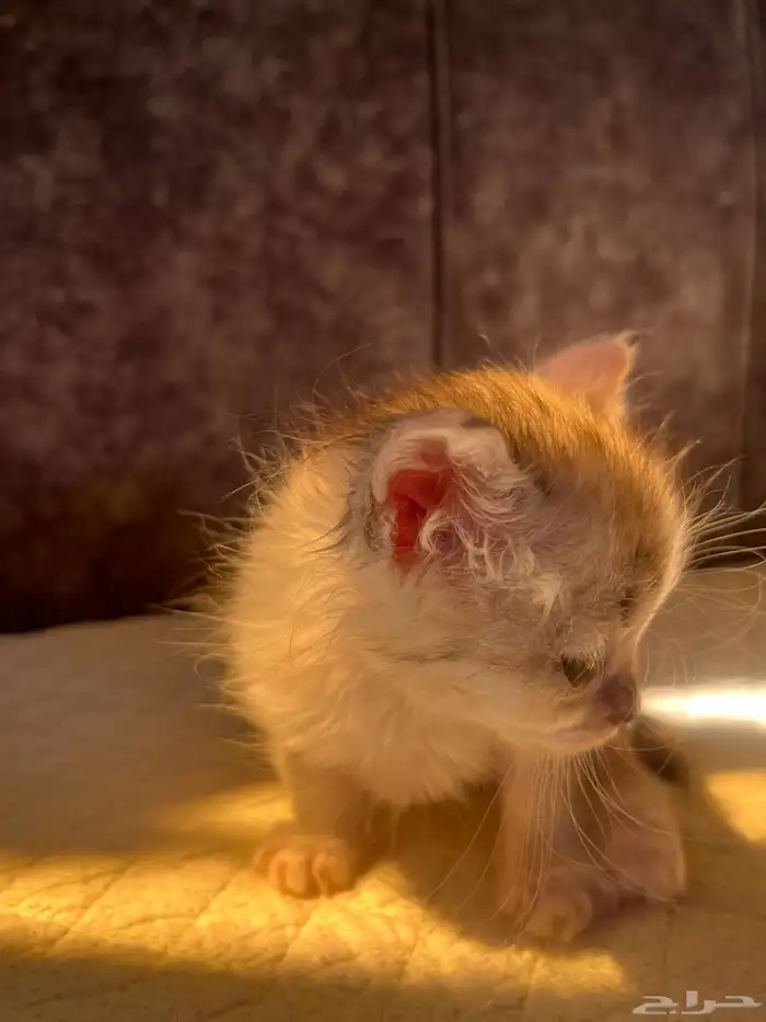 هره مهجن تبني 0