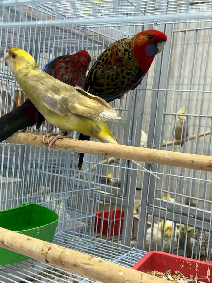 كريمسون روزيلا 3