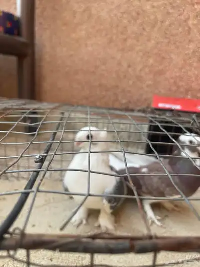 حمام حب الرمان index