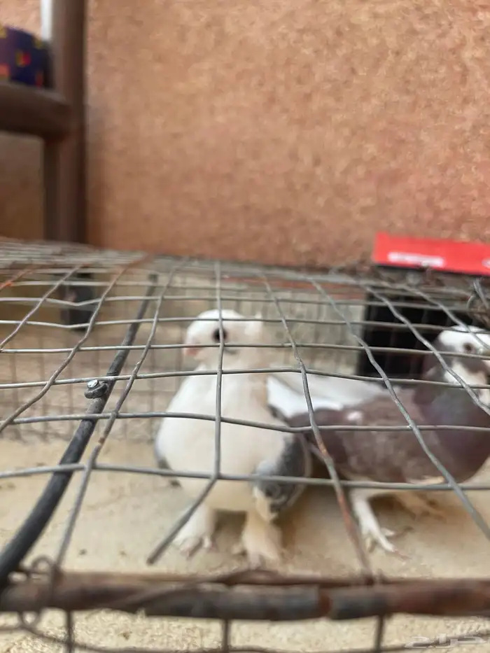 حمام حب الرمان 2