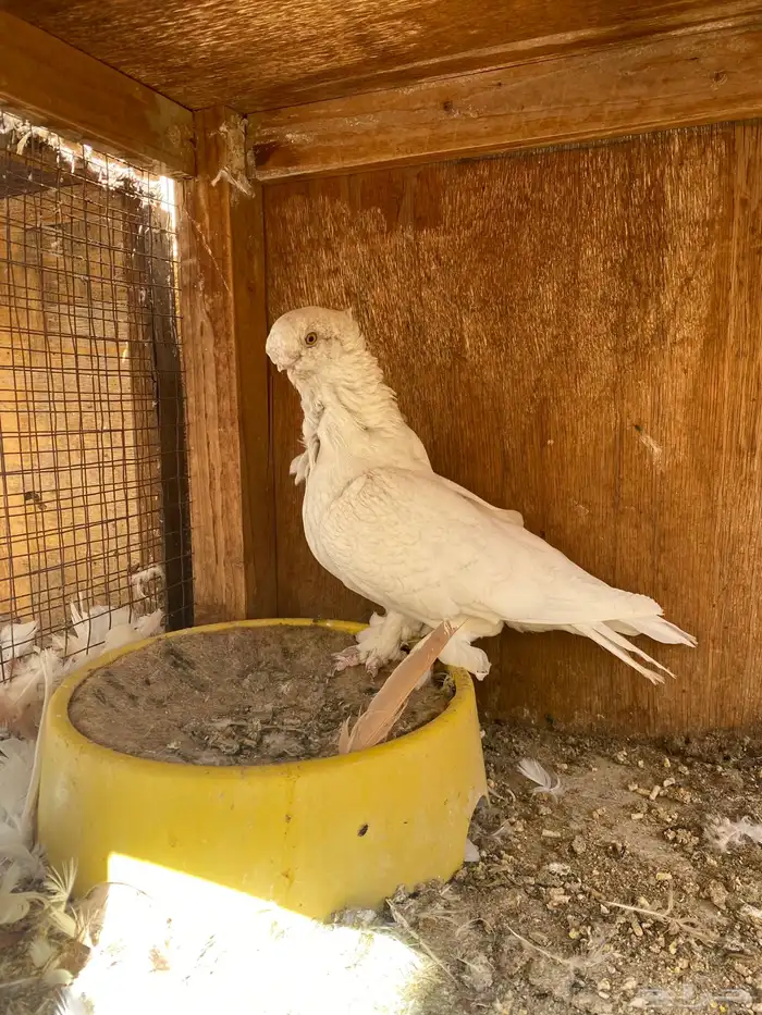 انثى فراشه 4