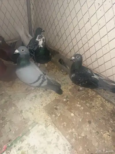 حمام قطيفي وزاجل وقلاب البيع جمله index