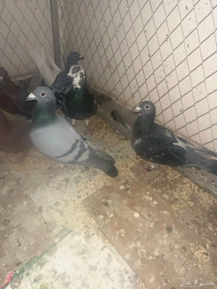 حمام قطيفي وزاجل وقلاب البيع جمله 2