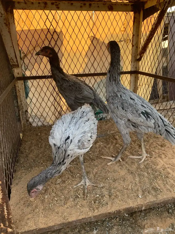 للبيع دجاج باكستاني العدد ثلاث دجاج 0