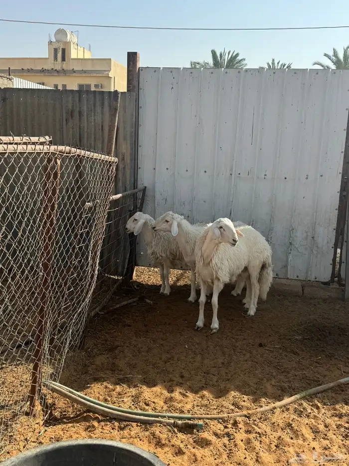 ذبايح كفوو 0