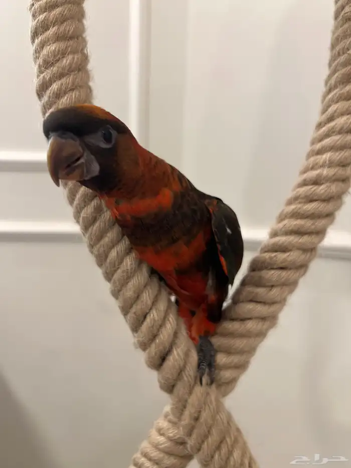 لوري دوسكي الليف حمامه هدد نشبه نهاية غر 9