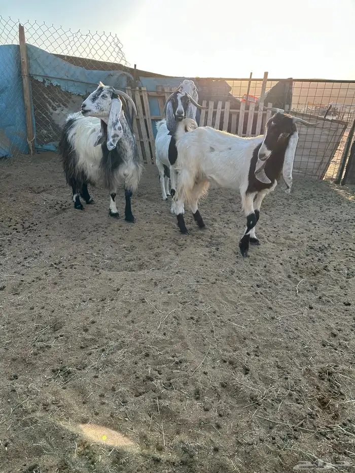 اربع معزا مشاريك دفيع 5