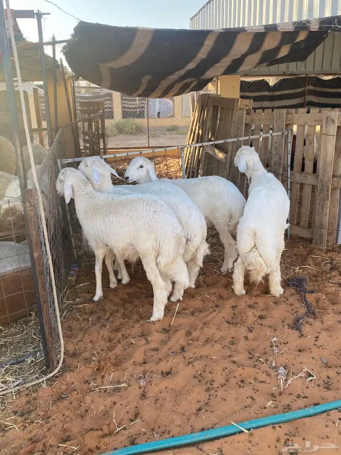 4خرفان حري 0