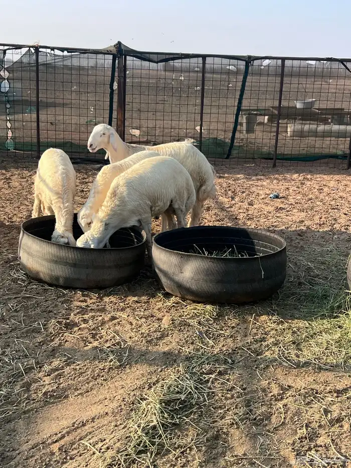 طليان جذعان 24