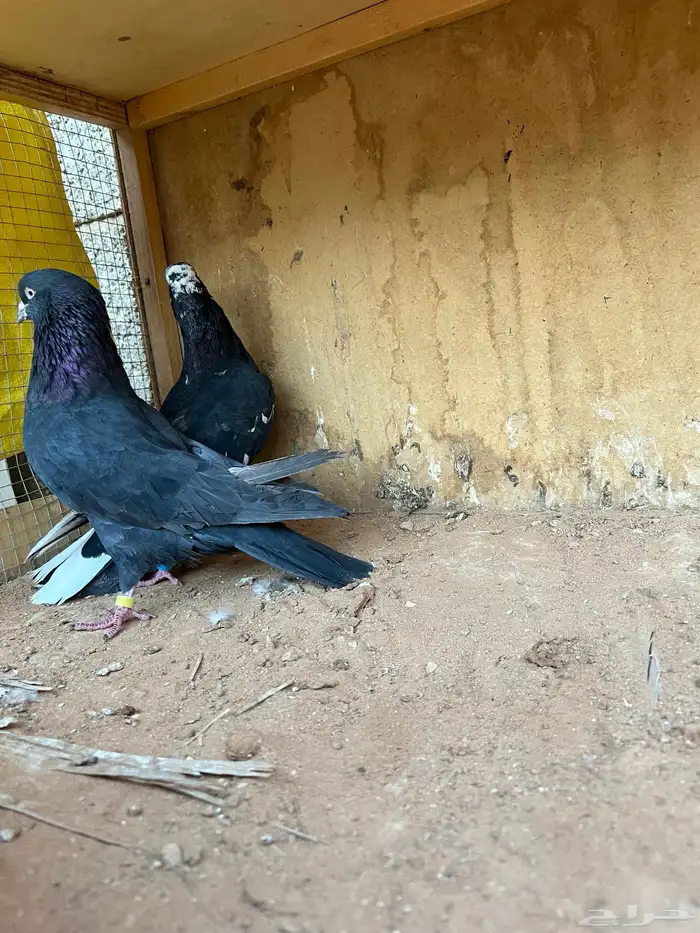 حمام قطيفي 7