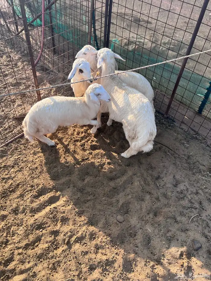 طليان جذعان 4