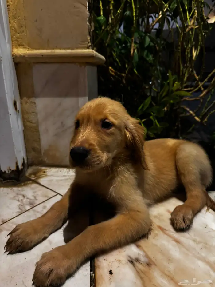 pure golden retriever 9