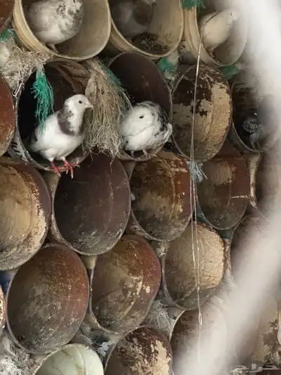 حمام للبيع index