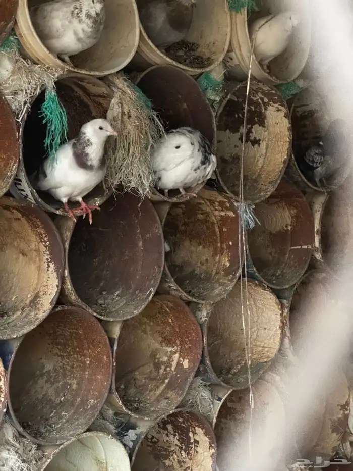 حمام للبيع 1