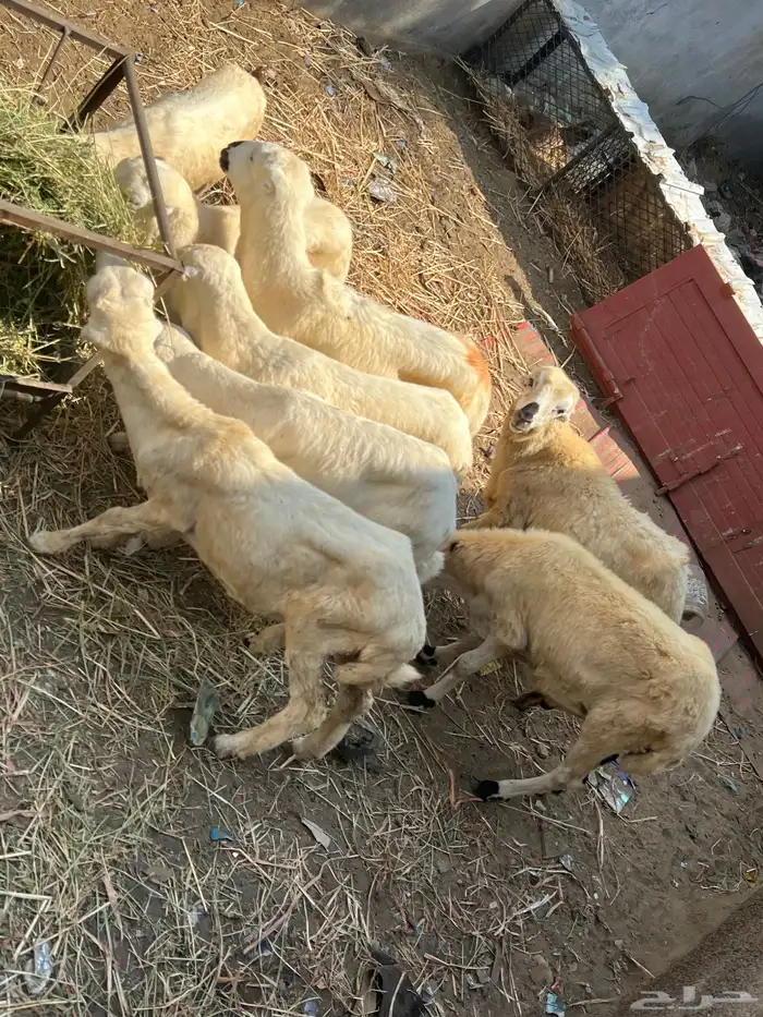 كباشي بلدي 4