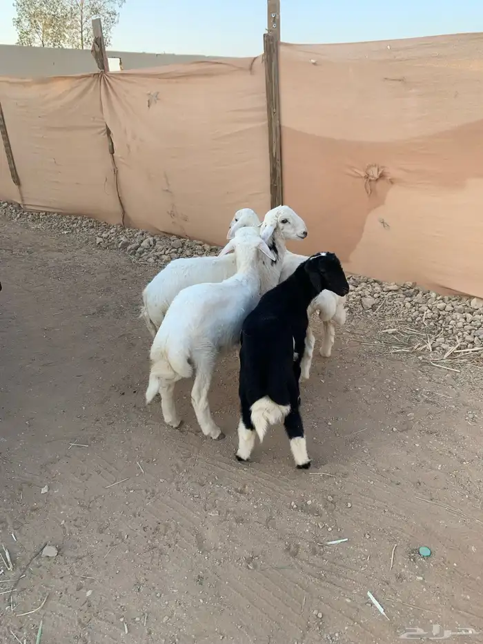 ثلاثه طليان ورخل 5