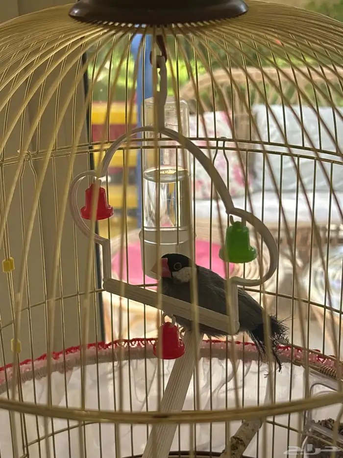 طير جاوا للبيع 2