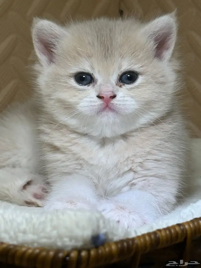 قطط بريتش للبيع بشهادة نسب موثوقه 10