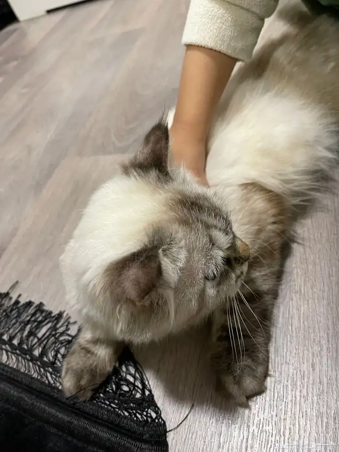 قطة شيرازي انثى 3